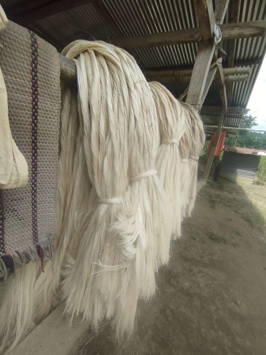 Se Vende Finca con Abacá en Produccion, en Monterrey - La Concordia - Santo Domingo - Ecuador — imagen 9