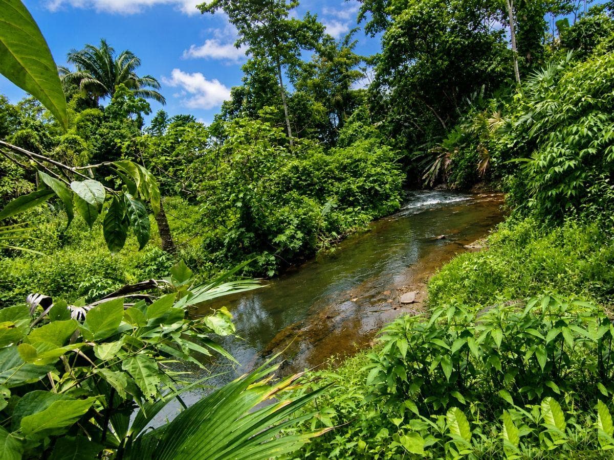 Se Vende Finca con Abacá en Produccion, en Monterrey - La Concordia - Santo Domingo - Ecuador — imagen 8