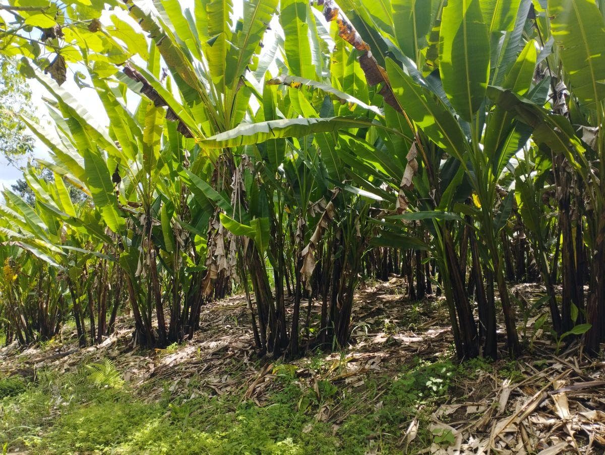 Se Vende Finca con Abacá en Produccion, en Monterrey - La Concordia - Santo Domingo - Ecuador — imagen 6
