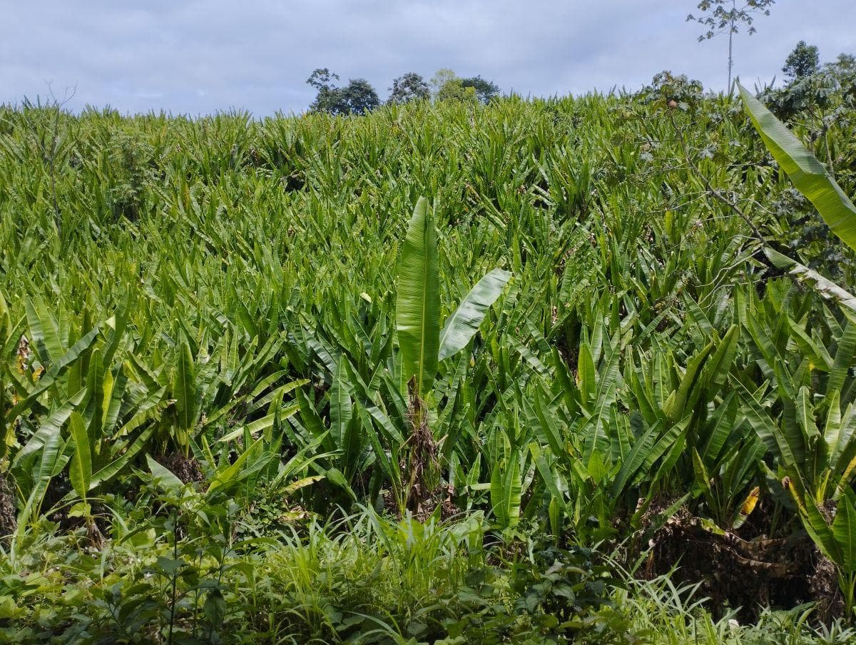Se Vende Finca con Abacá en Produccion, en Monterrey - La Concordia - Santo Domingo - Ecuador — imagen 5