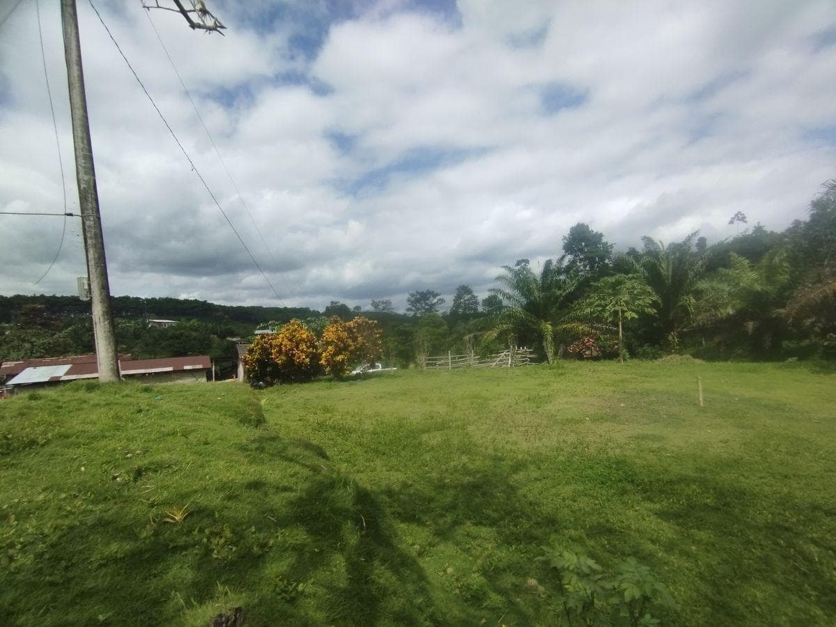 Se Vende Finca con Abacá en Produccion, en Monterrey - La Concordia - Santo Domingo - Ecuador — imagen 4