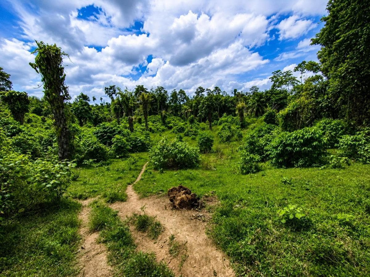 Se Vende Finca con Abacá en Produccion, en Monterrey - La Concordia - Santo Domingo - Ecuador — imagen 2