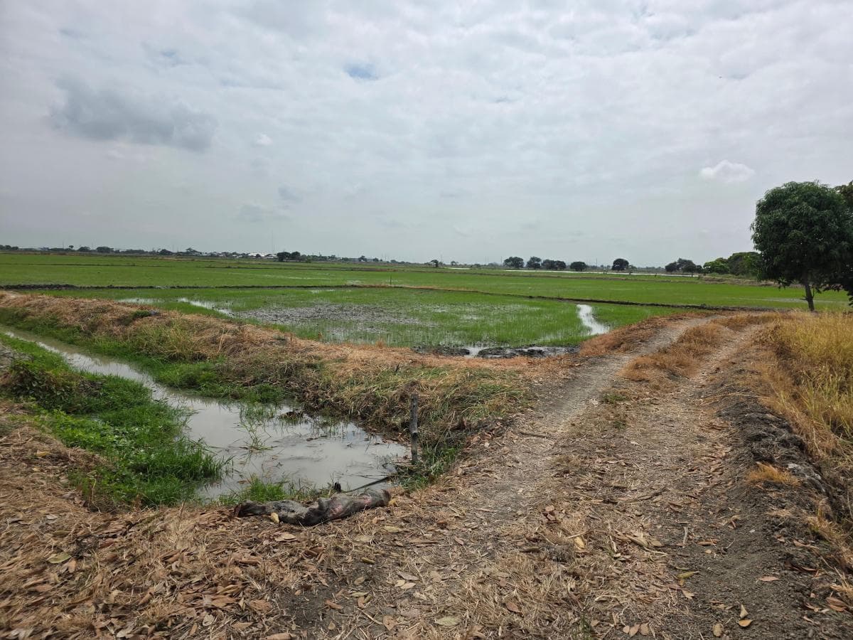 Vendo Terreno Ideal Para Urbanización, El Nuevo Samborondon, La Barranca, Atras de La Peninsula Cc, Guayas — imagen 9