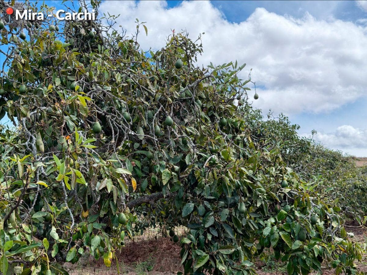 Se Vende Predio de 15 Hectáreas, Mira, Provincia del Carchi, Carchi — imagen 10