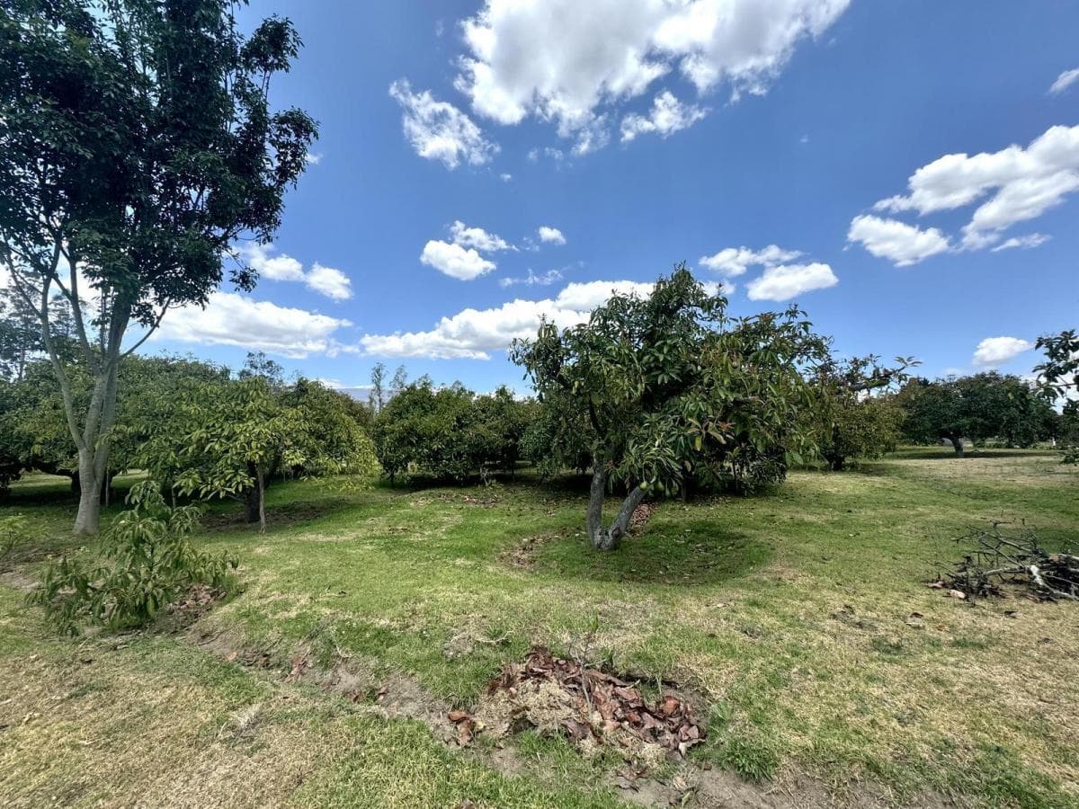 Terreno de Venta Plano en Arrayanes Puembo — imagen 10