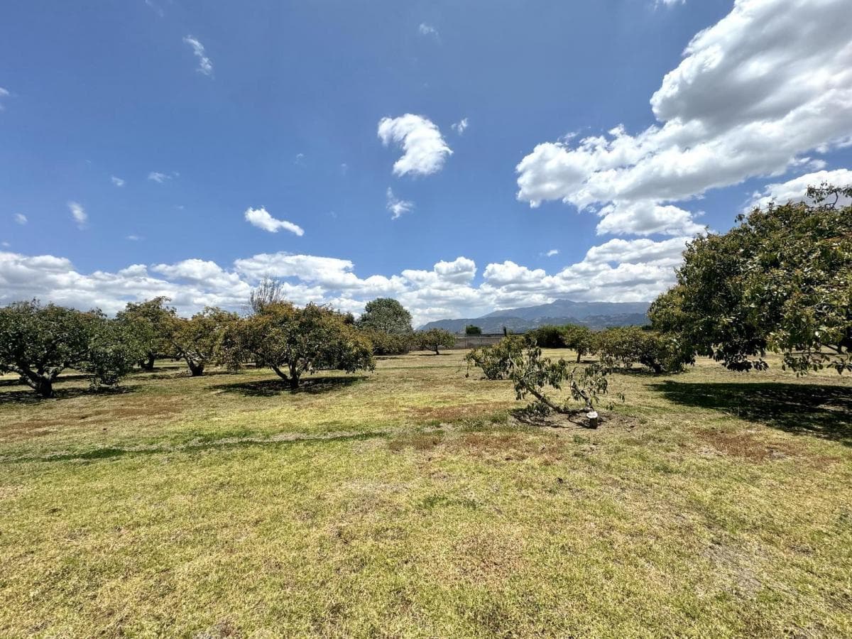 Terreno de Venta Plano en Arrayanes Puembo — imagen 8