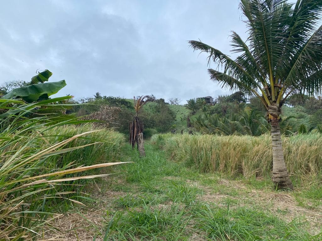 Venta Terreno Cultivo - Hotel Pedernales - Cojimies (Ecuador) 6300 m² Oportunidad, Manabí — imagen 10