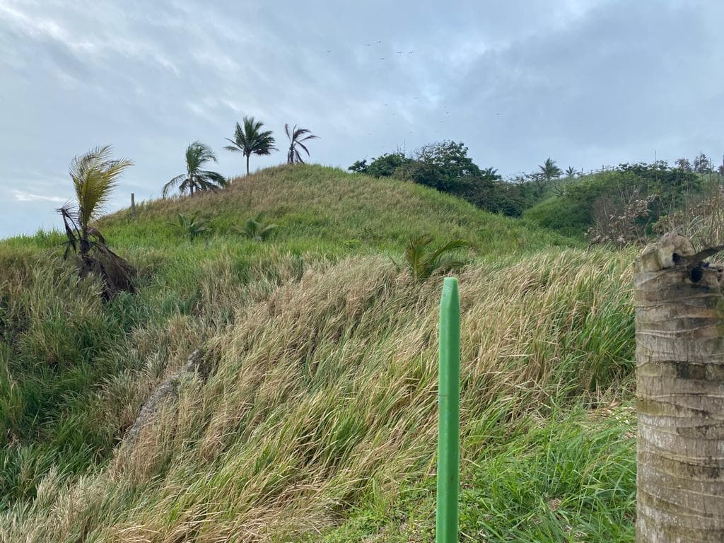 Venta Terreno Cultivo - Hotel Pedernales - Cojimies (Ecuador) 6300 m² Oportunidad, Manabí — imagen 6