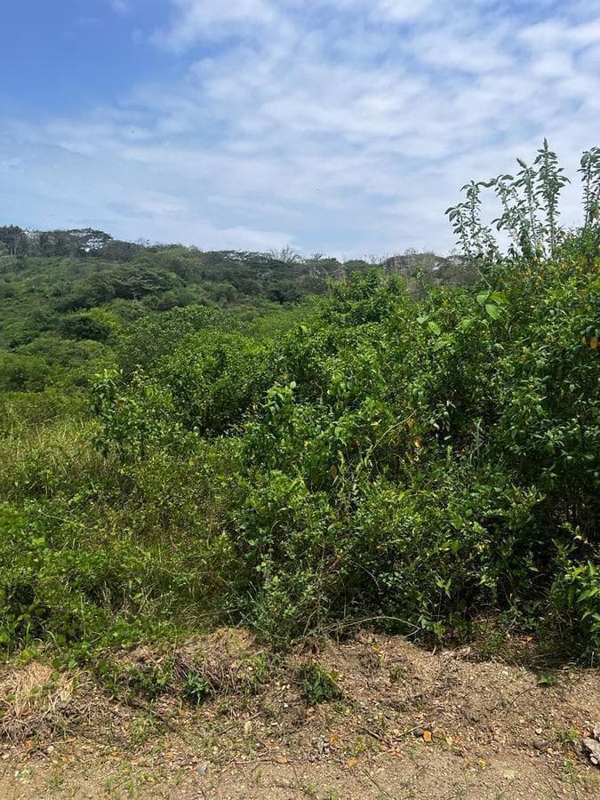 Venta Terreno Cultivo - Hotel Pedernales - Cojimies (Ecuador) 6300 m² Oportunidad, Manabí — imagen 3