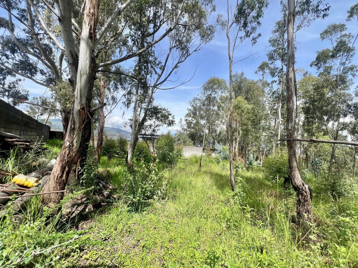 Terreno de Venta en Pifo 2.473 m² Ciudadela Wilson — imagen 5