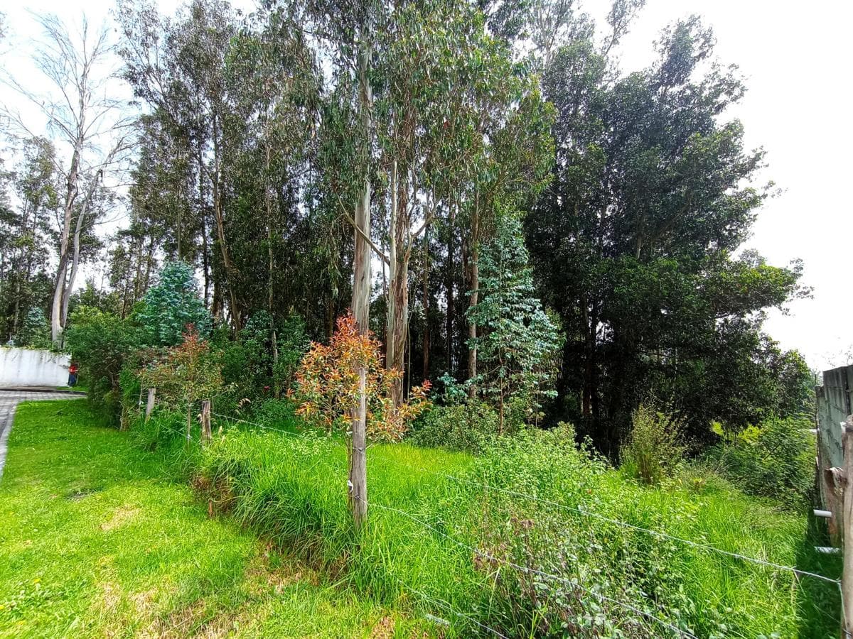 Hermoso Terreno 2.777 m² - Armenia 2 — imagen 5
