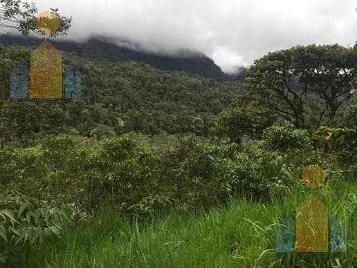 Terreno en Veta en Mindo a 14 Km del Centro — imagen 1
