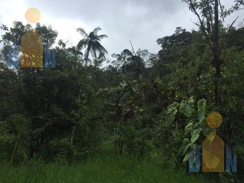 Terreno en Veta en Mindo a 14 Km del Centro — imagen 4