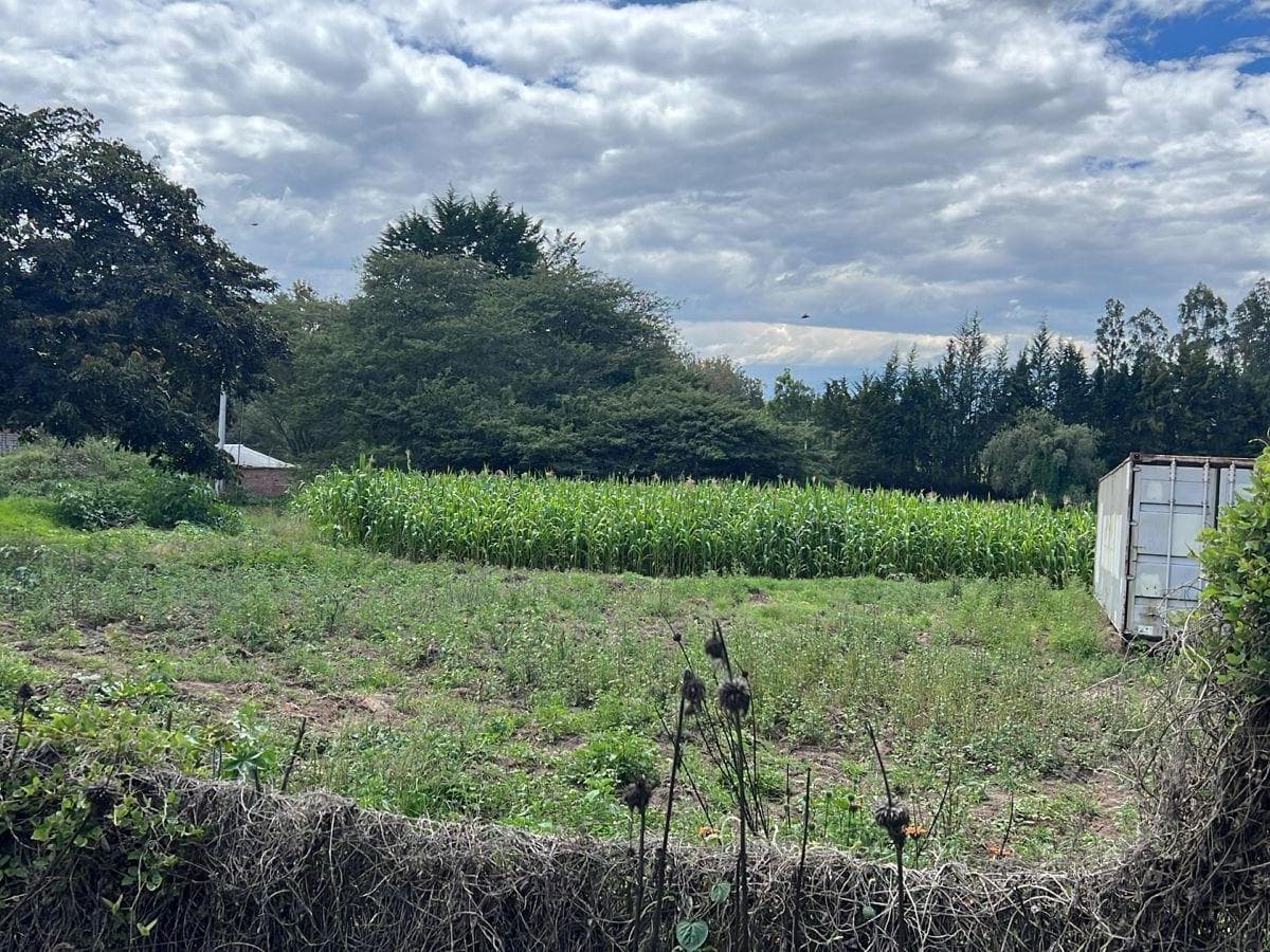 Puembo Terrenos de Venta Sector Arrayanes — imagen 5