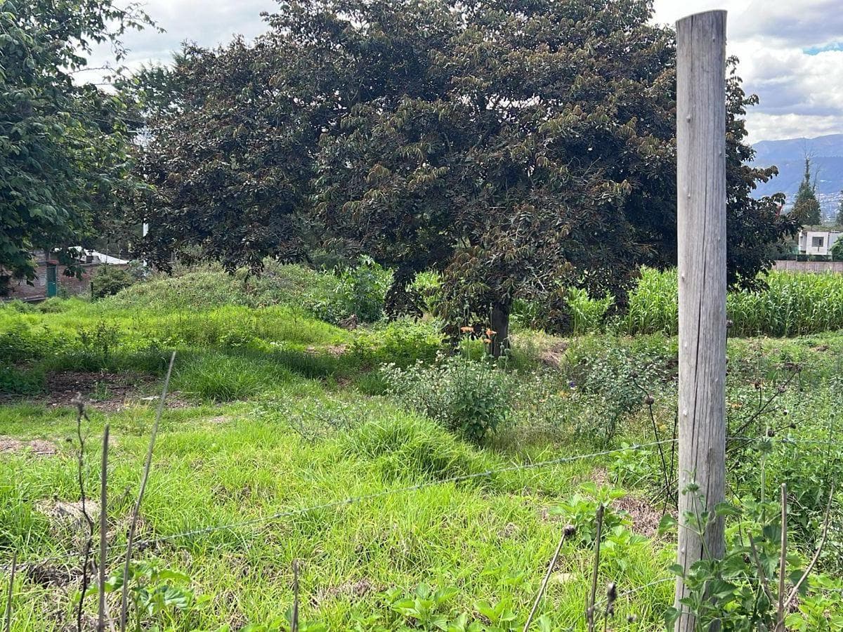 Puembo Terrenos de Venta Sector Arrayanes — imagen 4
