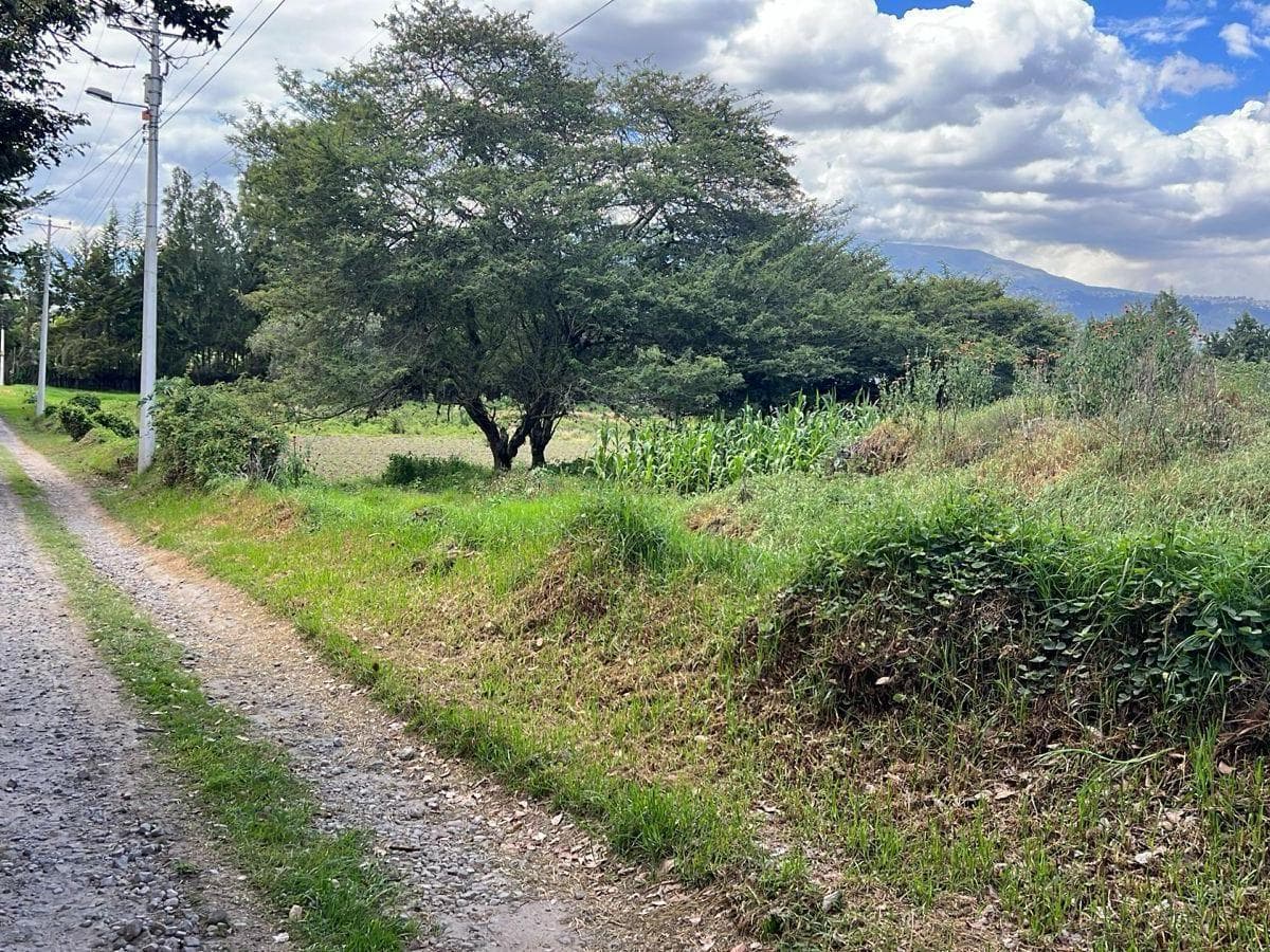 Puembo Terrenos de Venta Sector Arrayanes — imagen 3