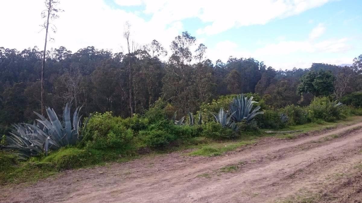 Venta Terreno Alangasí Urb. La Floresta 5 Km del Parque o 6.5 Km Colibrí - Pifo — imagen 10
