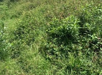 Vendo Terreno en San Juan de Cumbaya — imagen 4