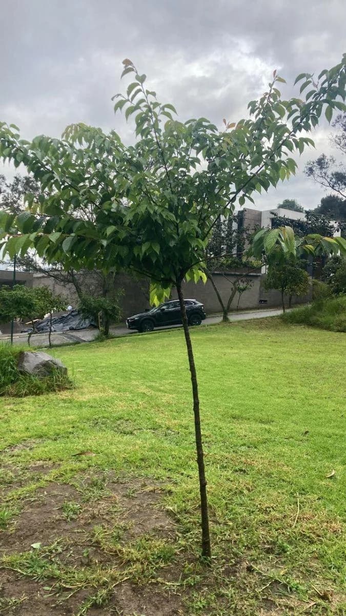 Terreno Bifamiliar en Cumbaya, 1.373 m² Precio Especial $200/m² — imagen 5