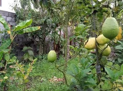 Foto de Se Vende Terreno Plano Sector Garcia Moreno San Pedro de Pelileo, Tungurahua
