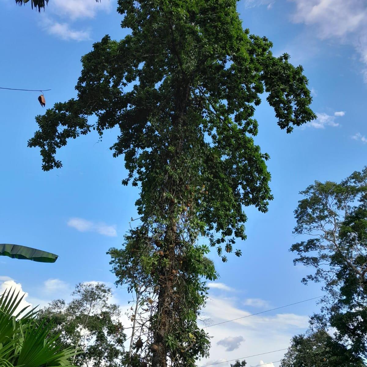 Terreno en venta en Tena, Napo
