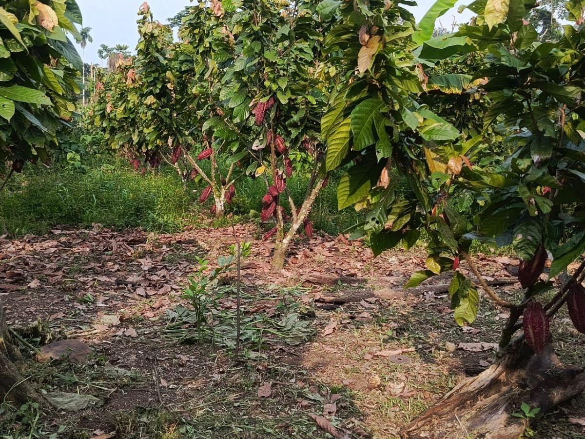 Terreno en venta en Loreto, Orellana