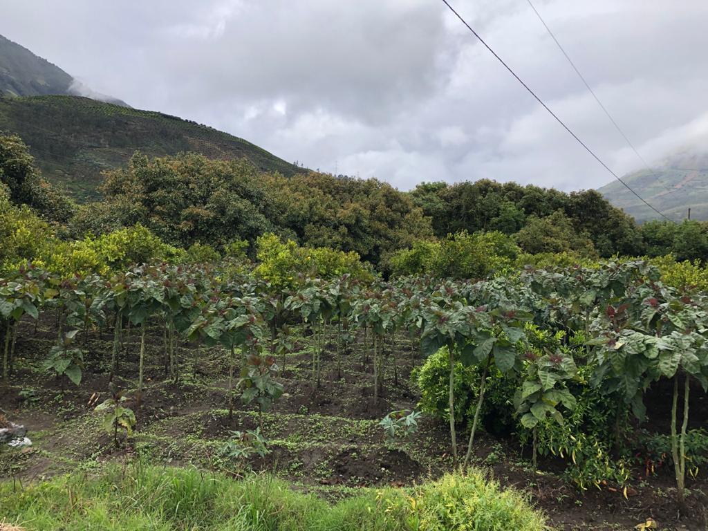Terreno en venta en San Pedro de Pelileo, Tungurahua