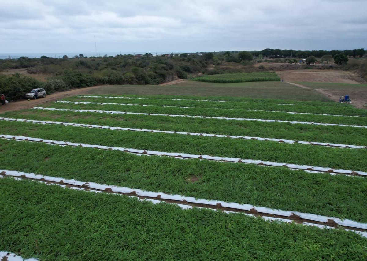 Terreno en venta en Jipijapa, Manabí