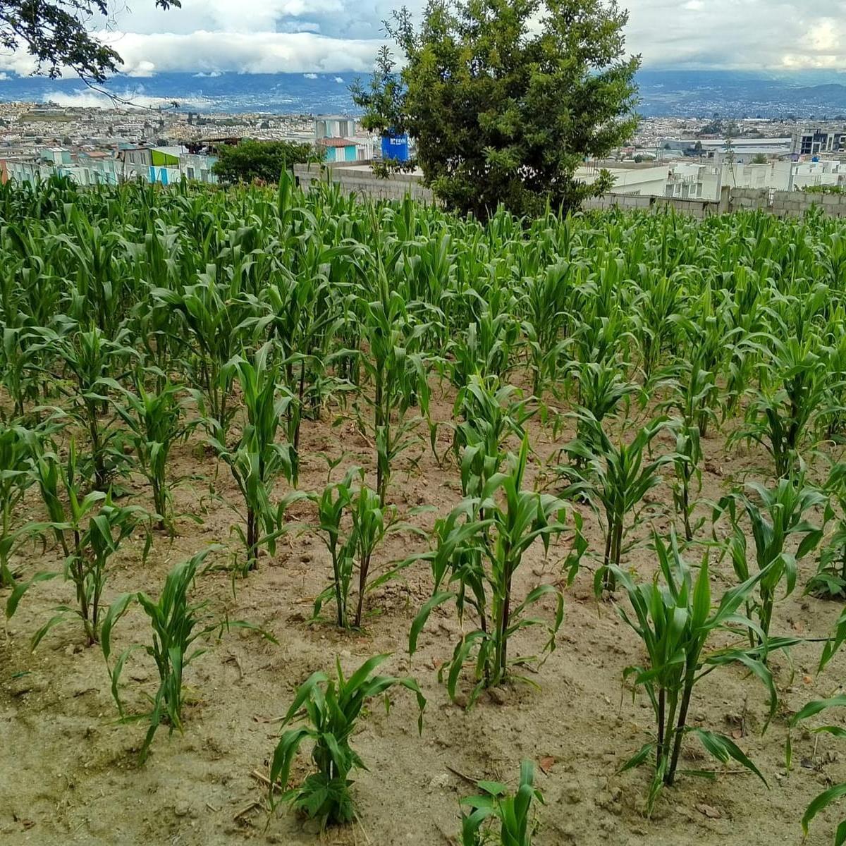 Terreno en venta en Quito, Pichincha