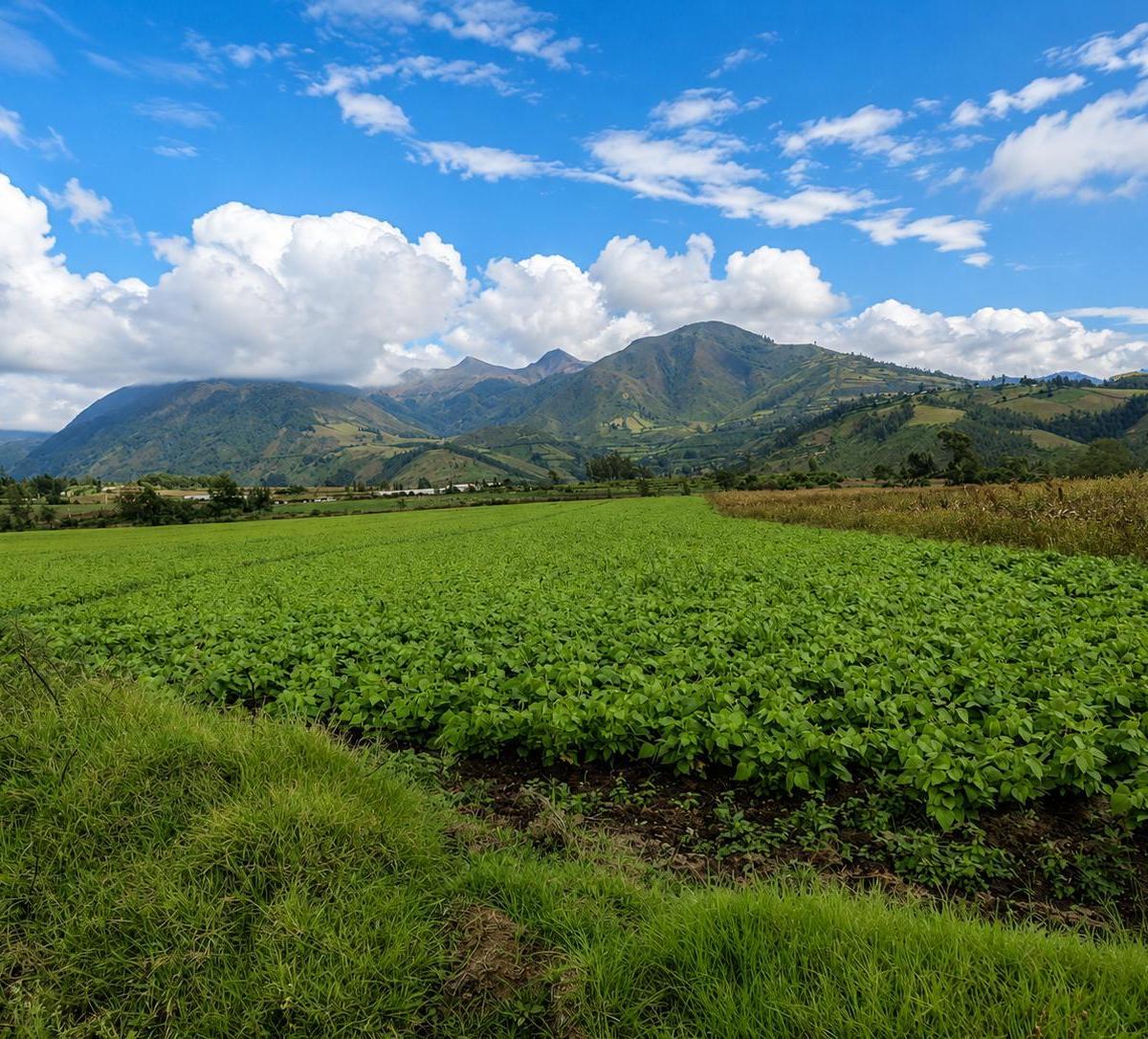 Terreno en venta en Cotacachi, Imbabura
