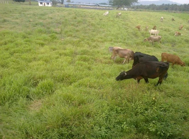 Terreno en venta en Santo Domingo, Santo Domingo de los Tsáchilas