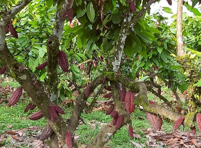 Terreno en venta en Puerto Quito, Pichincha