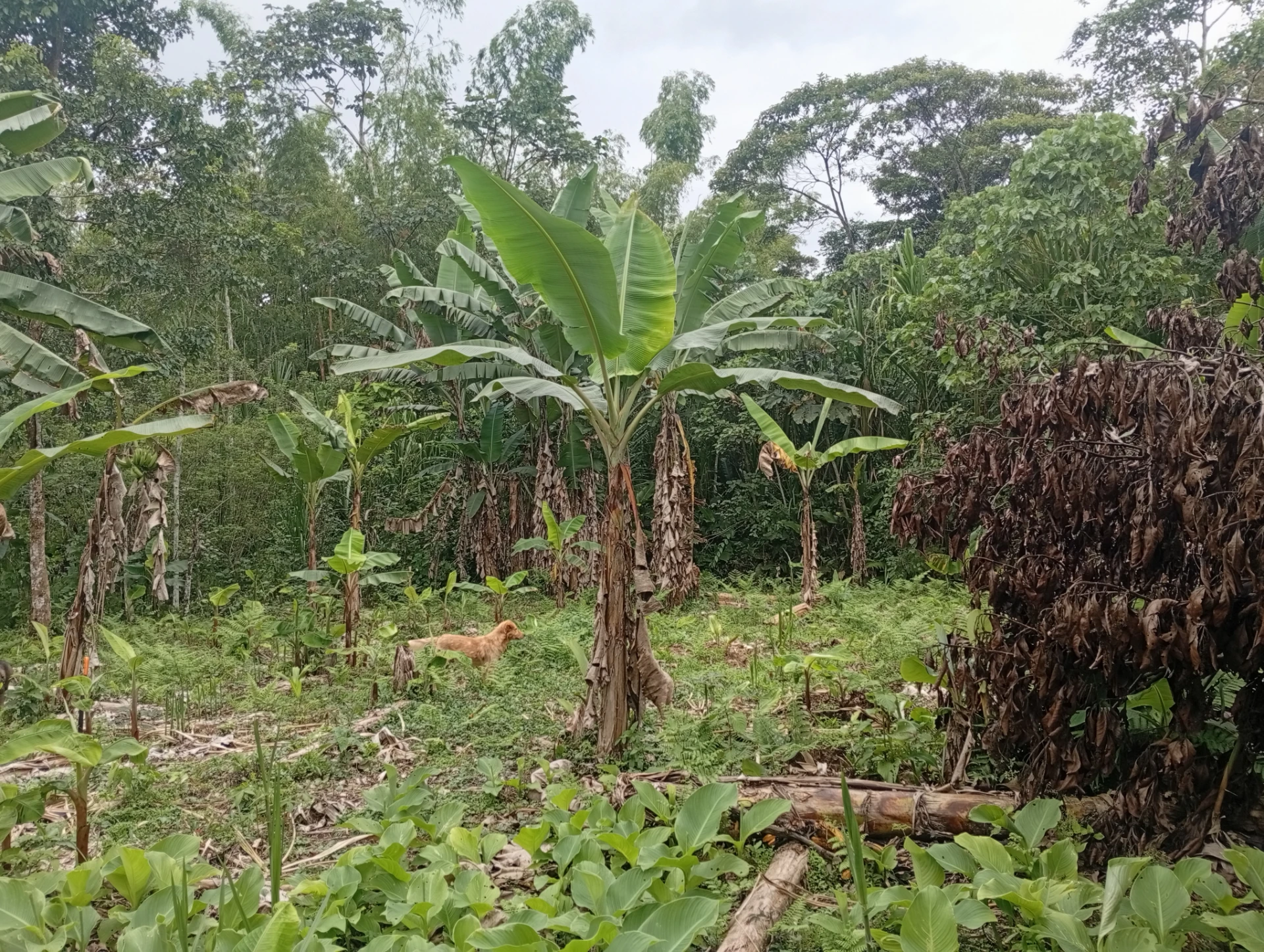 Terreno — imagen 4