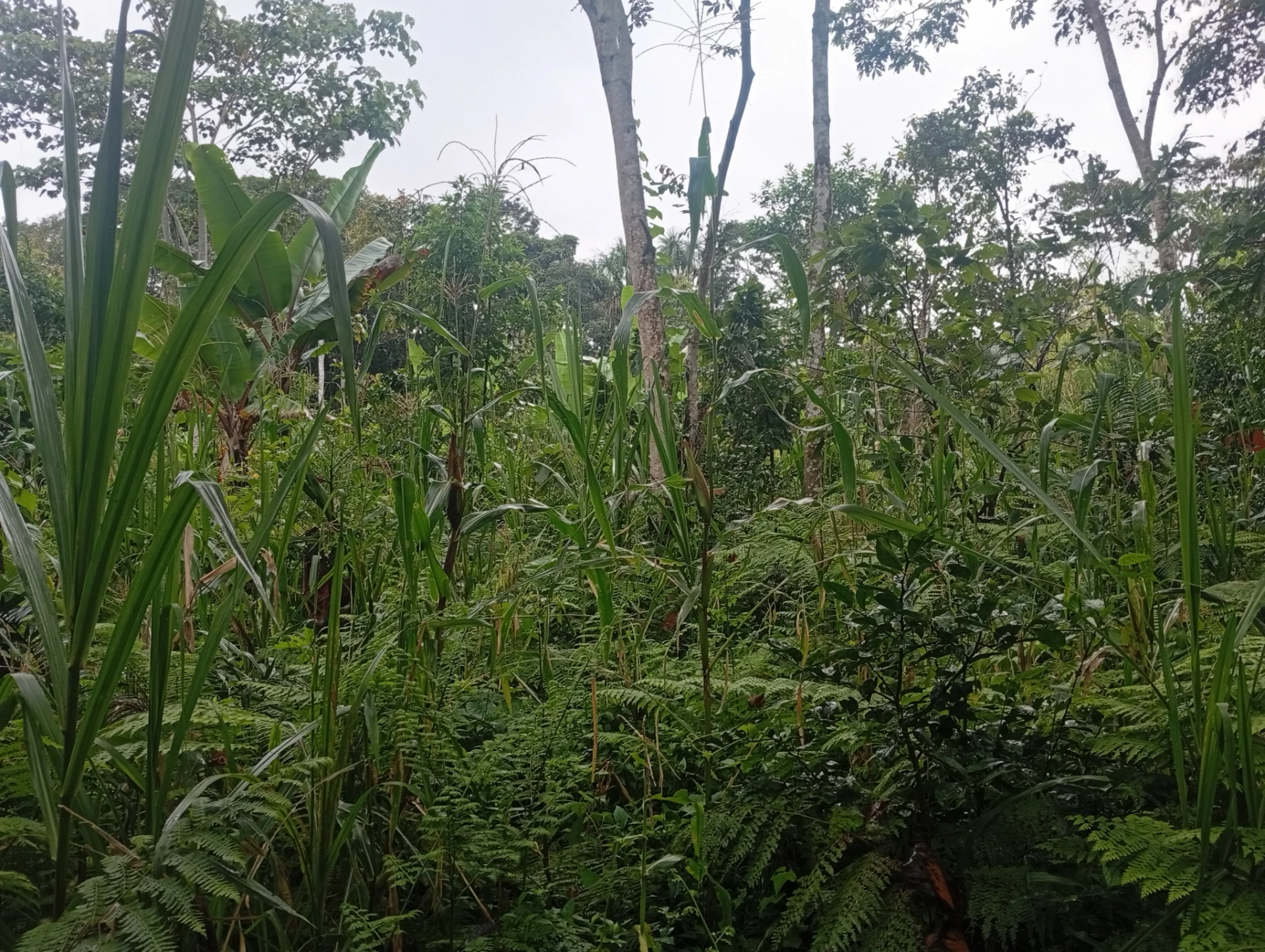 Terreno — imagen 7