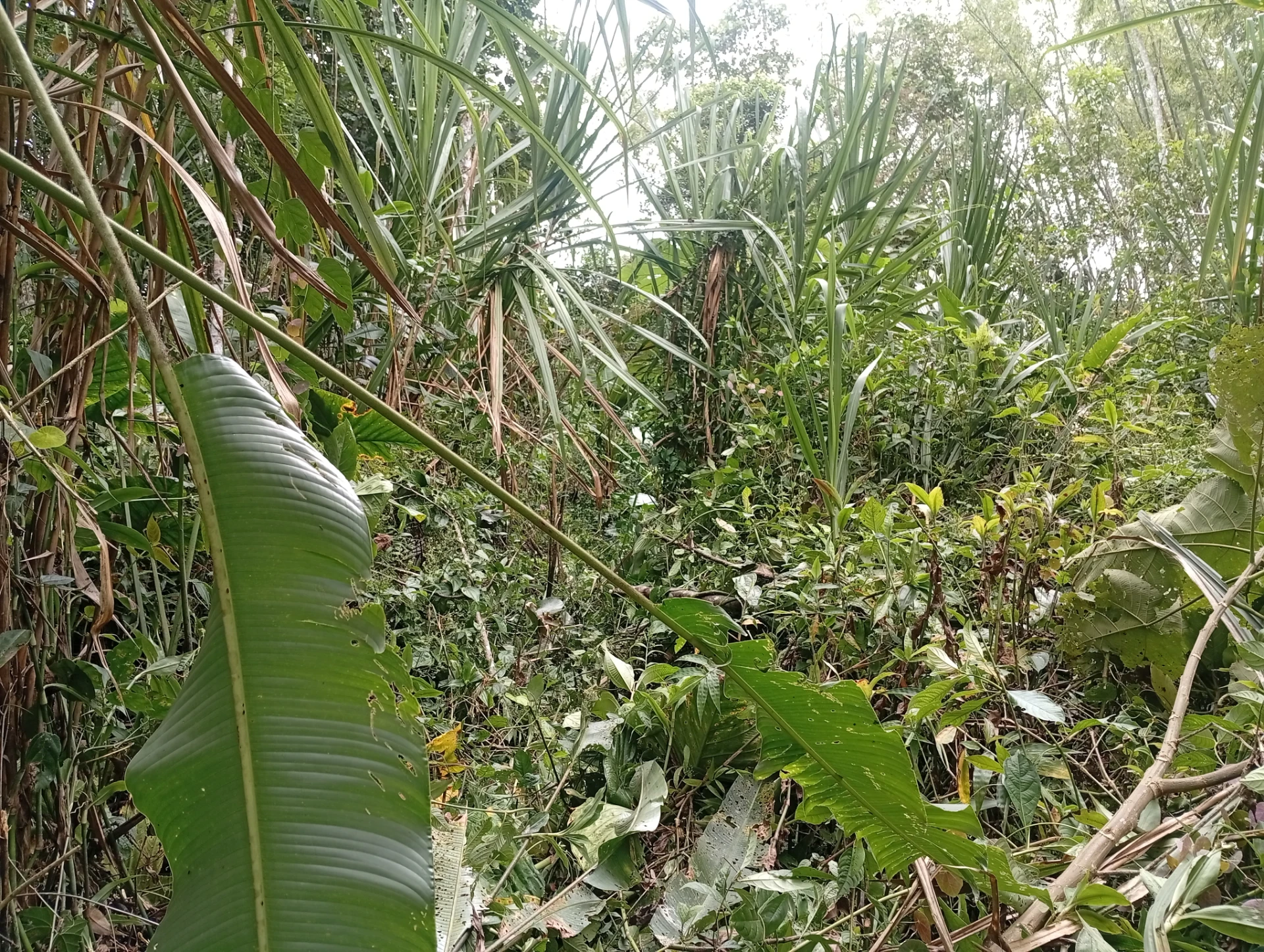 Terreno — imagen 9
