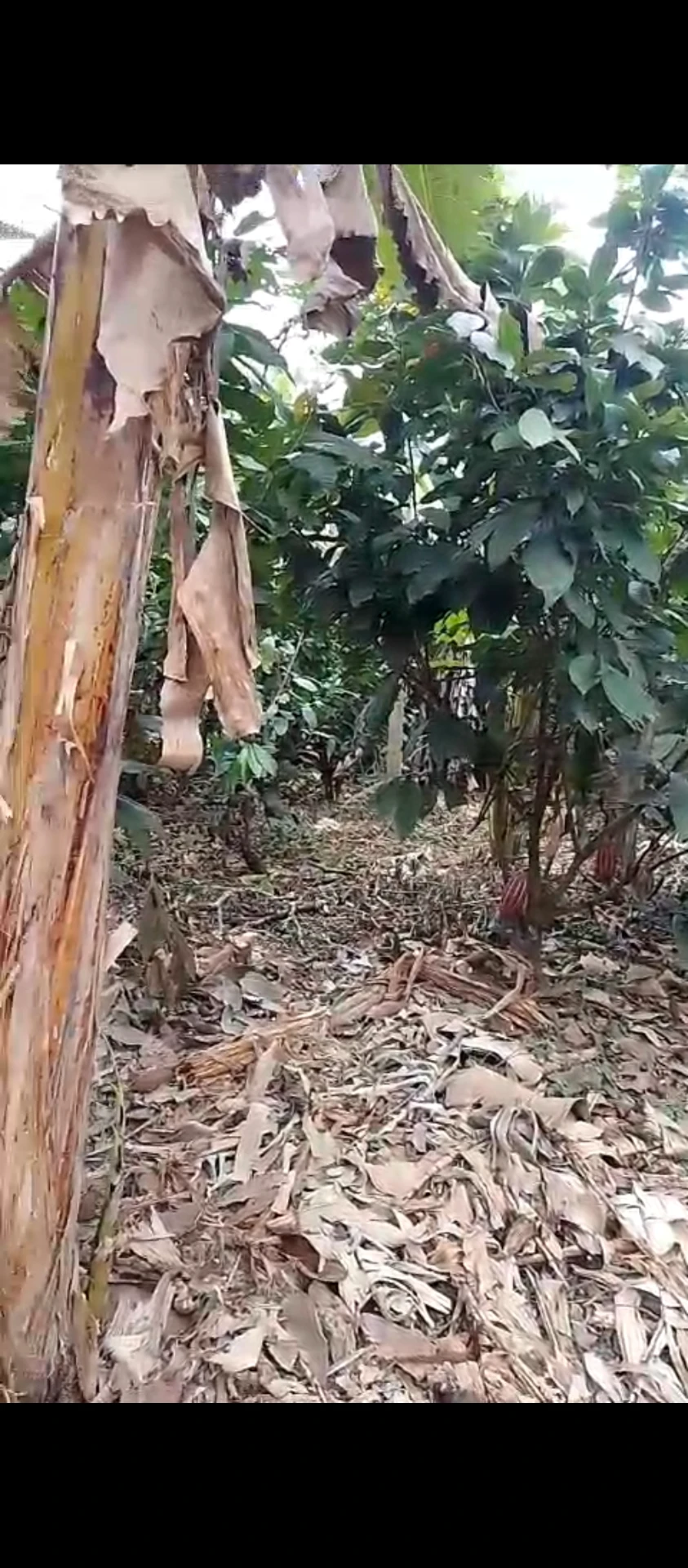 Venta de terreno en Quinsaloma — imagen 3