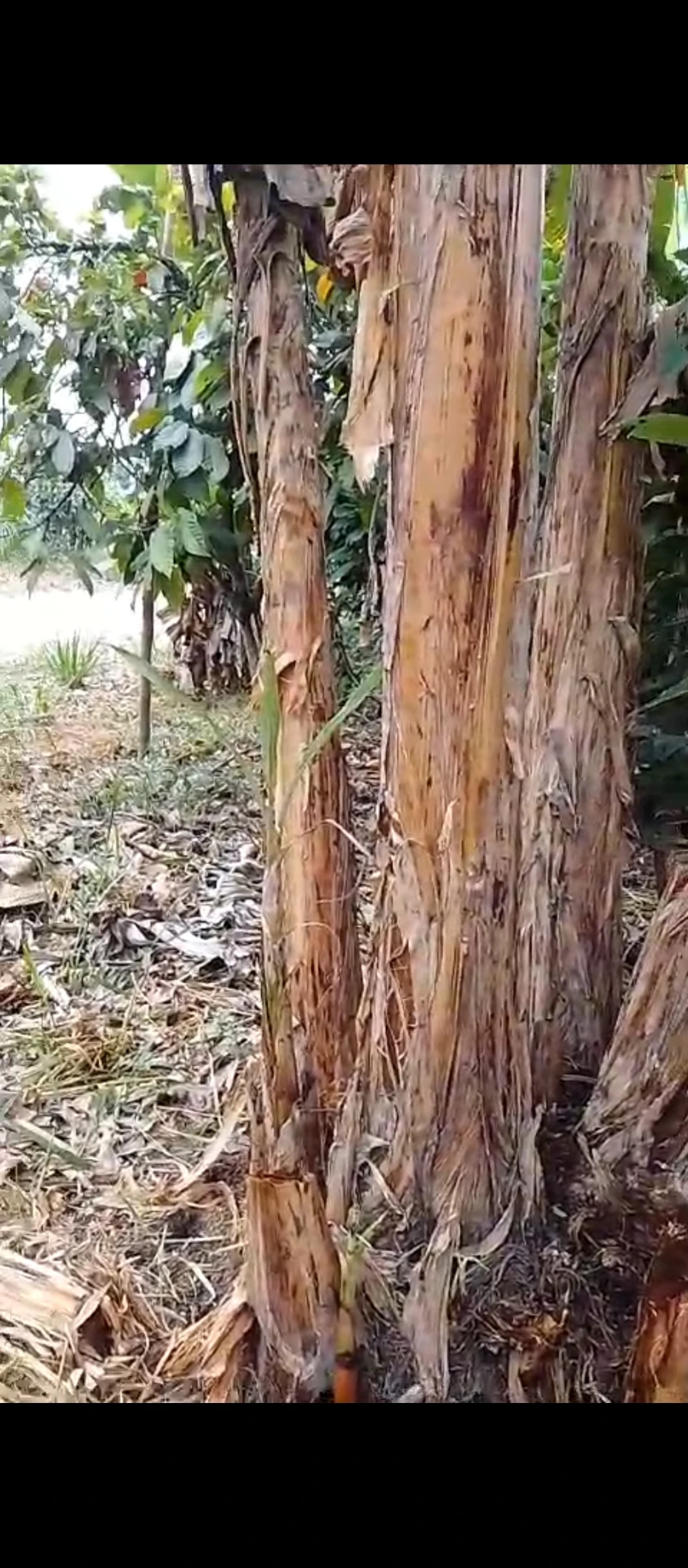 Venta de terreno en Quinsaloma — imagen 4
