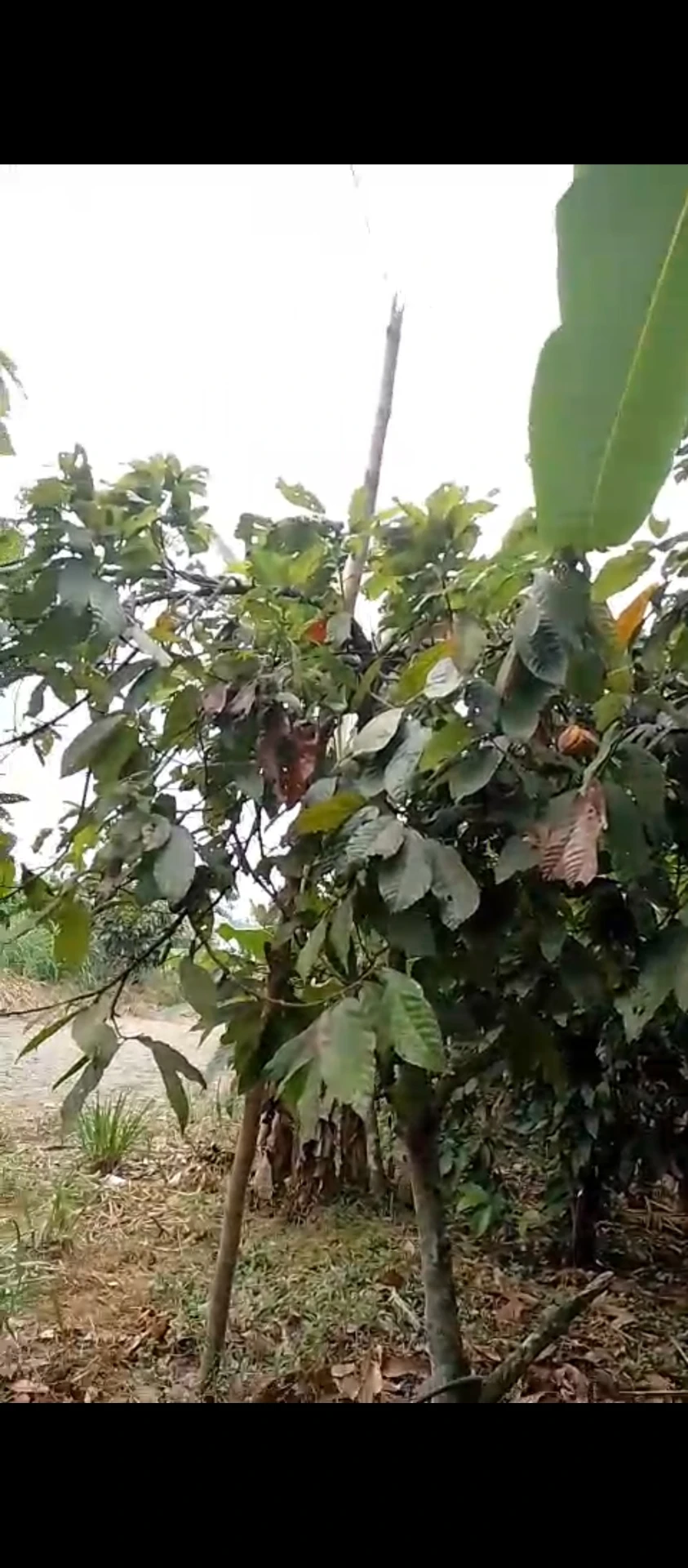 Venta de terreno en Quinsaloma — imagen 6
