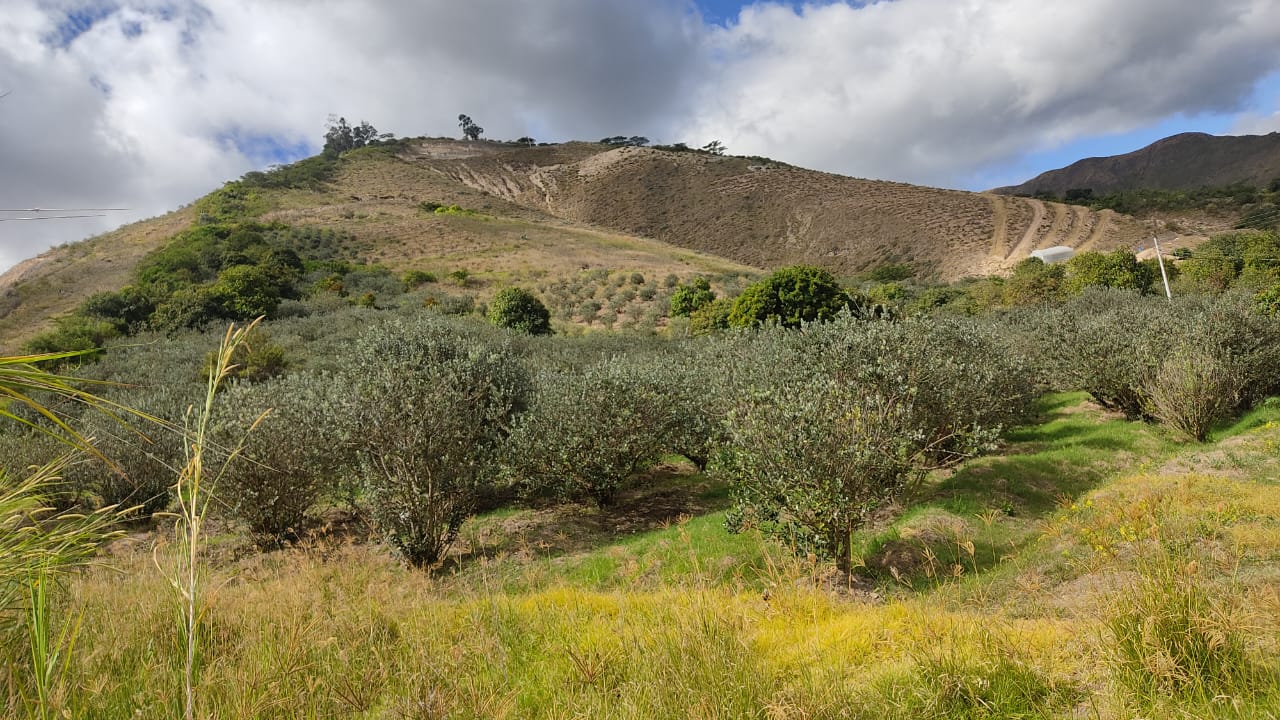 FINCA DE VENTA EN CARCHI - 6.5 HECTÁREAS - 1.050 ÁRBOLES DE FEIJOA — imagen 3