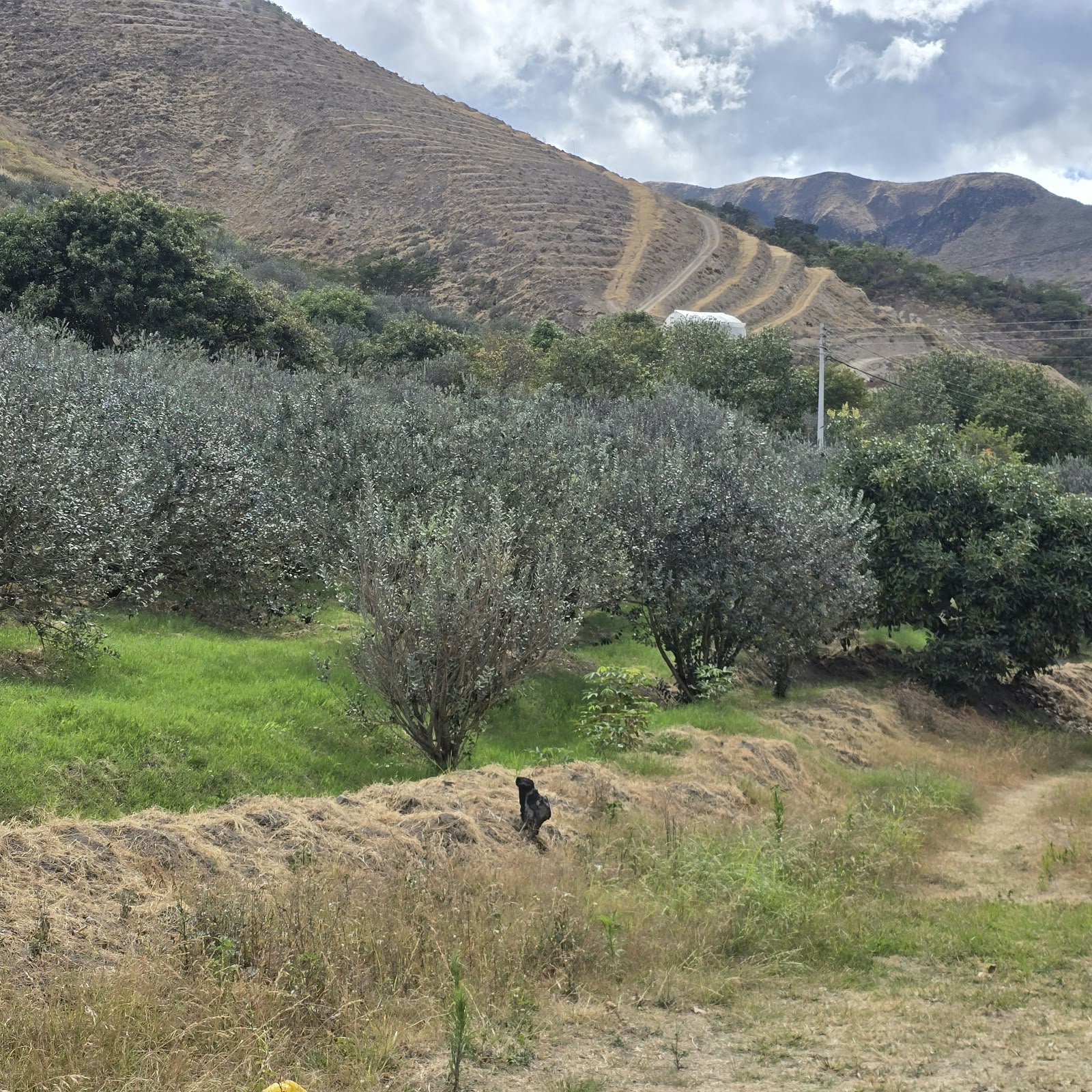 FINCA DE VENTA EN CARCHI - 6.5 HECTÁREAS - 1.050 ÁRBOLES DE FEIJOA — imagen 7