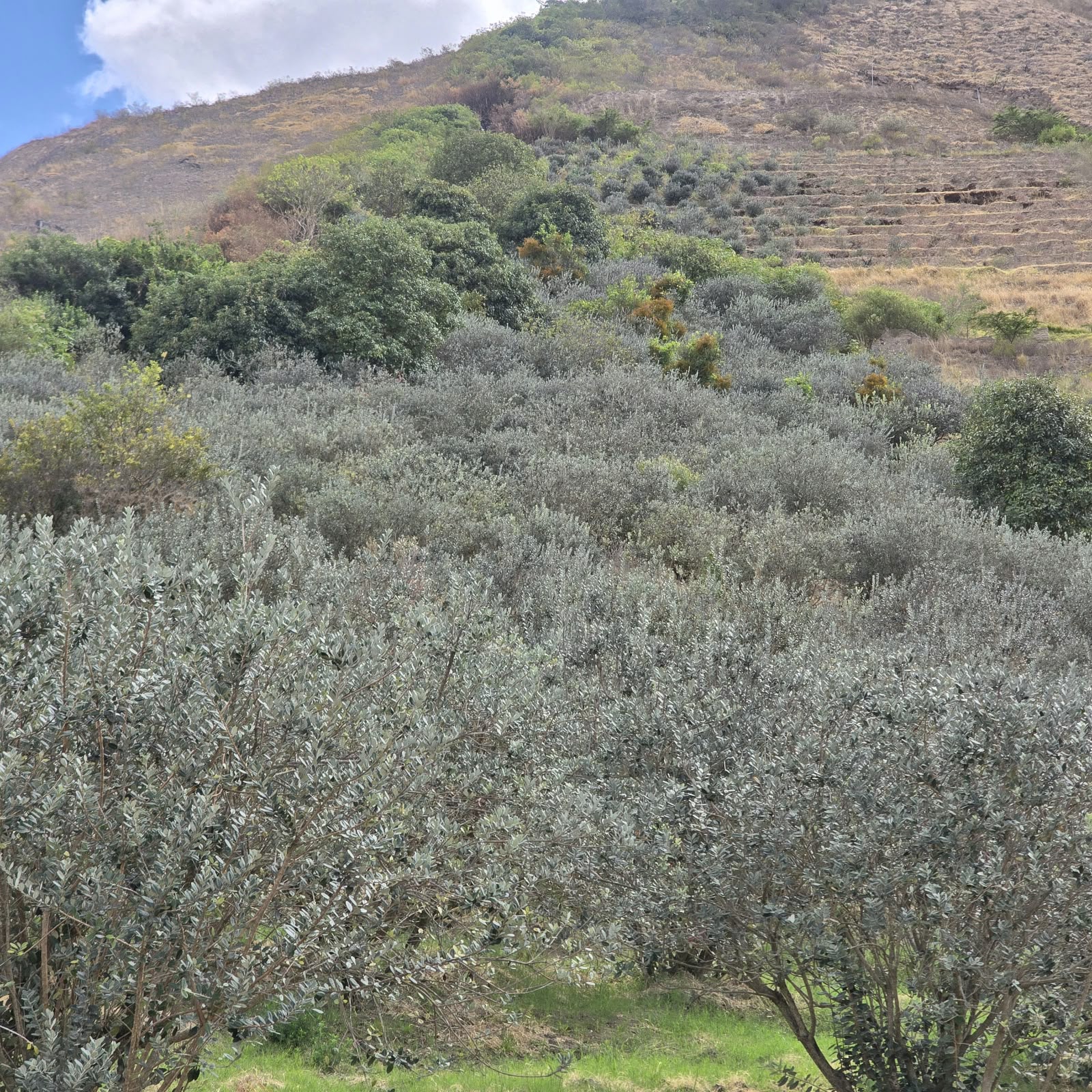 FINCA DE VENTA EN CARCHI - 6.5 HECTÁREAS - 1.050 ÁRBOLES DE FEIJOA — imagen 6