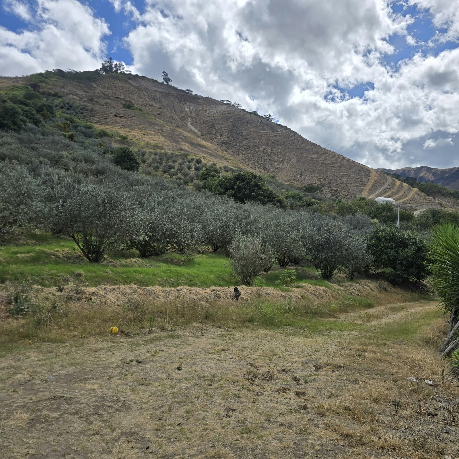 FINCA DE VENTA EN CARCHI - 6.5 HECTÁREAS - 1.050 ÁRBOLES DE FEIJOA — imagen 5