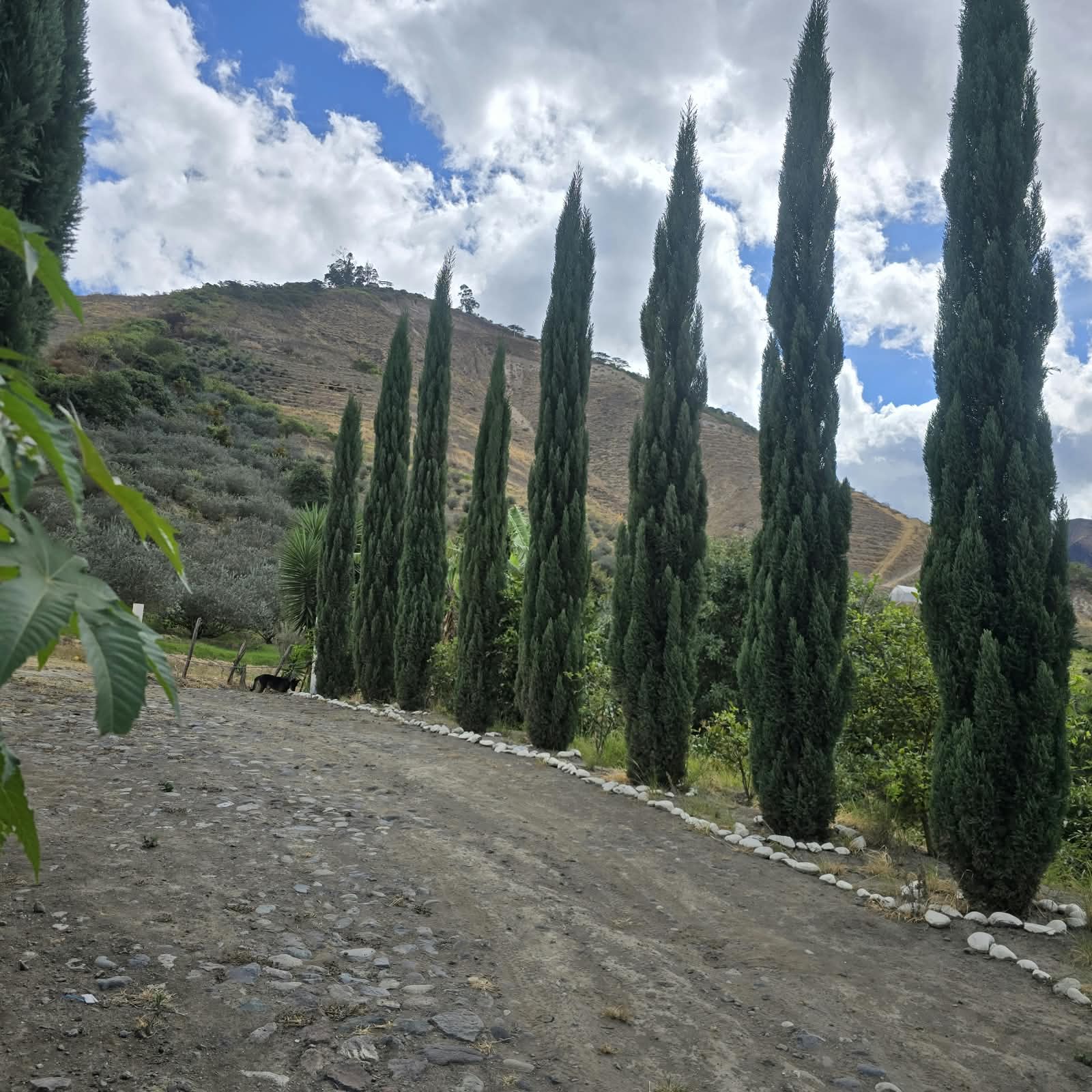 FINCA DE VENTA EN CARCHI - 6.5 HECTÁREAS - 1.050 ÁRBOLES DE FEIJOA — imagen 4