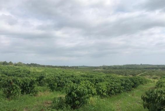 Vendo Tierra Agricola con Infraestructura en Guayaquil, Guayas — imagen 8