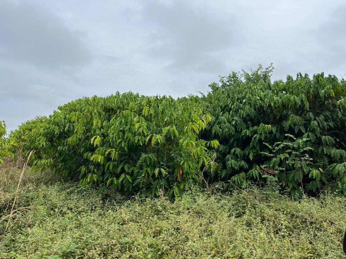 Vendo Tierra Agricola con Infraestructura en Guayaquil, Guayas — imagen 6