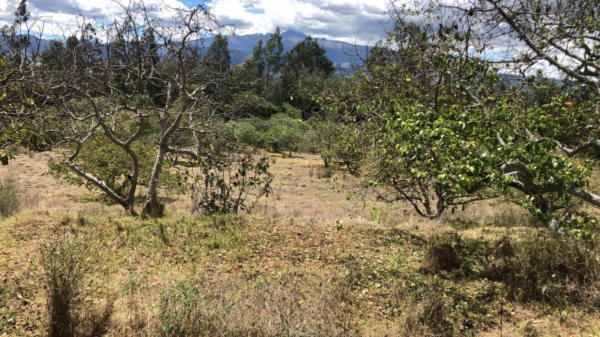 Puembo Terreno en Venta Ideal Para Costructores — imagen 5