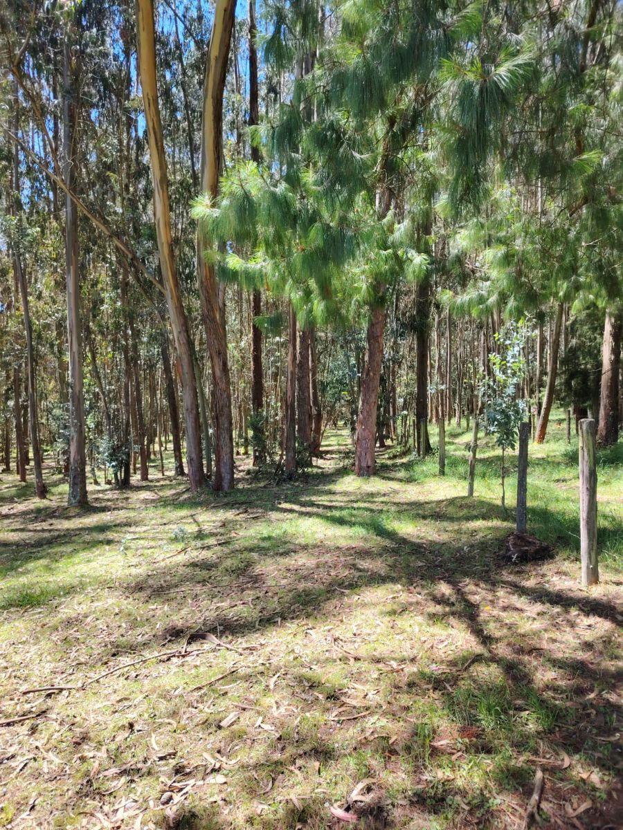 Terreno de Venta en Aloasí, Machachi — imagen 4