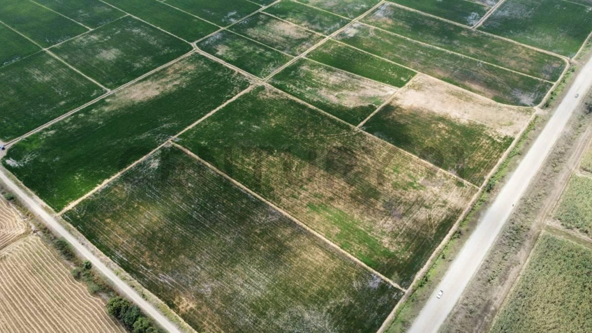 Inversión Estratégica: 145ha de Alta Productividad Ideal Cacao, Caña, Banano. Dian, Guayas — imagen 5