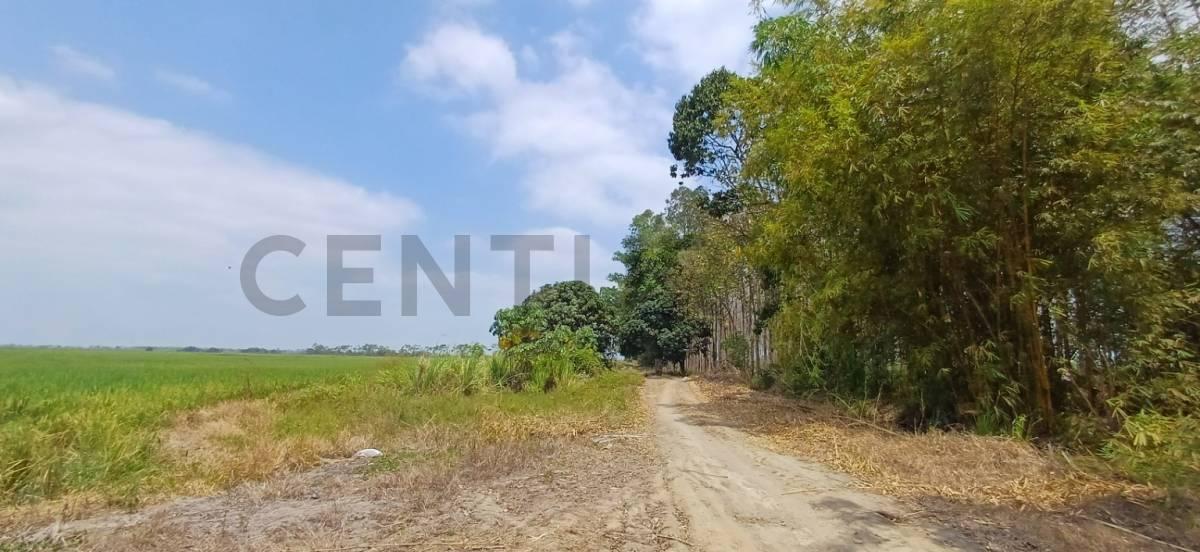 Inversión Estratégica: 145ha de Alta Productividad Ideal Cacao, Caña, Banano. Dian, Guayas — imagen 3