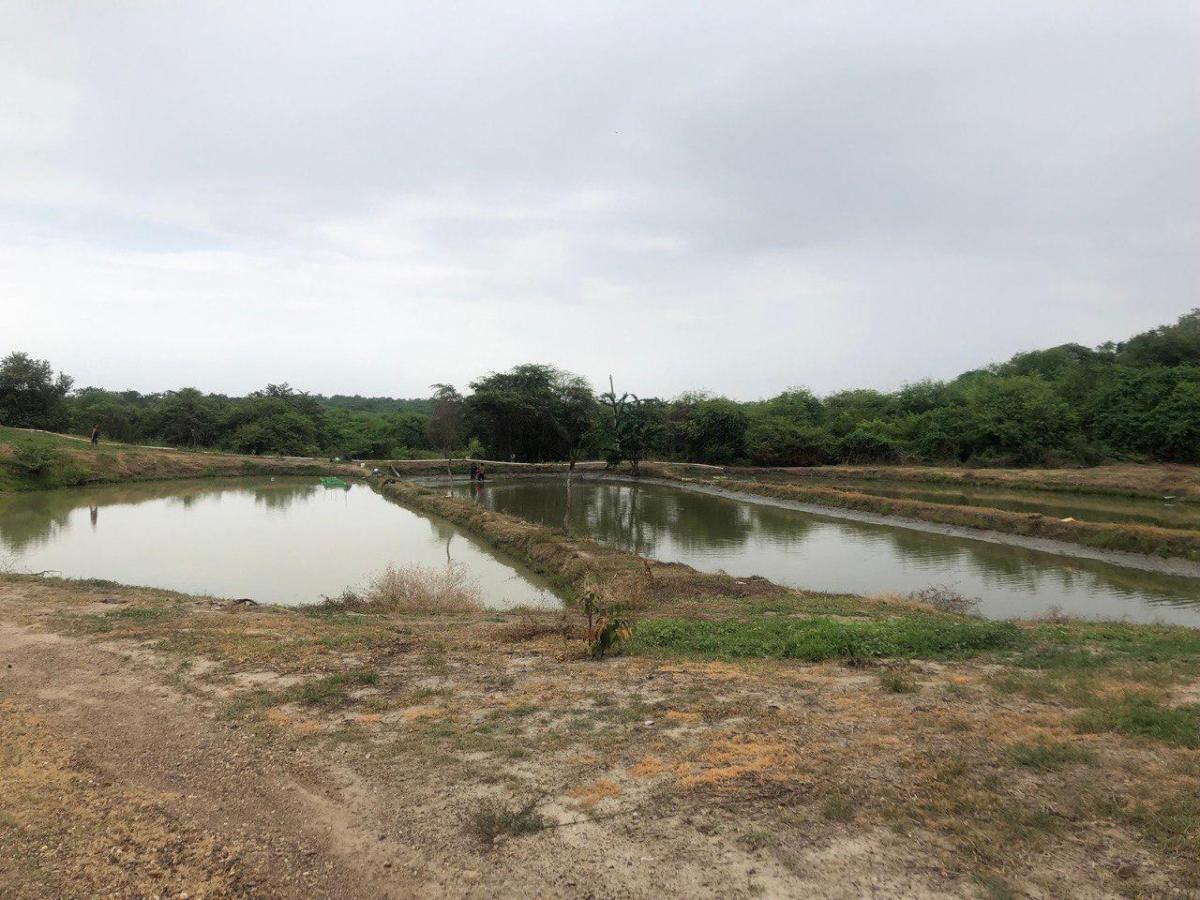 Macrolote de Venta en Daular, Guayas — imagen 5